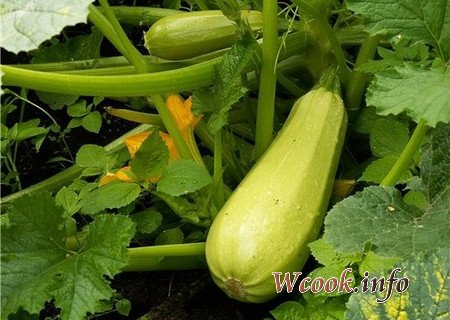 Кабачковая диета